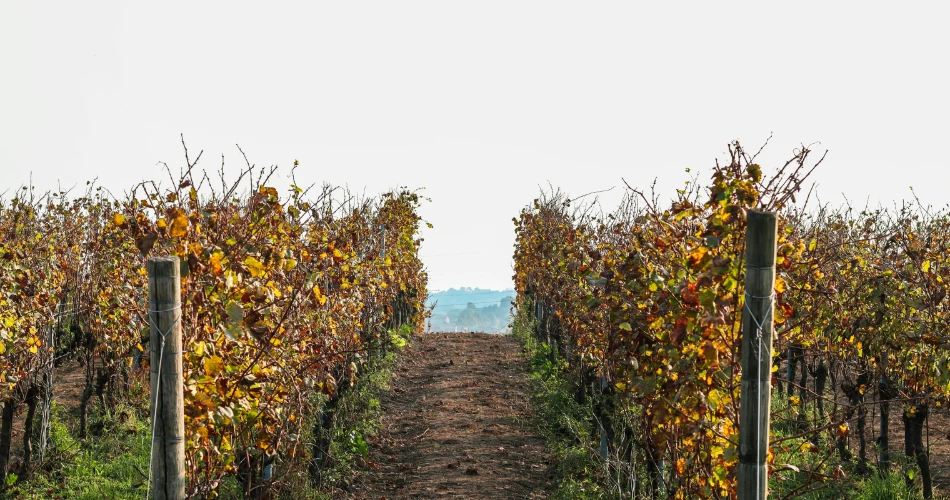 Savor Santa Barbara: Best Wineries and Must-Try Dining Spots